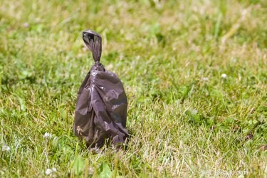Why Some Dog Owners Leave Their Poop Behind: A Los Angeles Concern