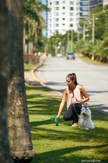 Why Some Dog Owners Leave Their Poop Behind: A Los Angeles Concern