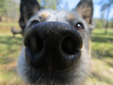 Does Your Dog Detect Alcohol? How They Sense When You re Intoxicated