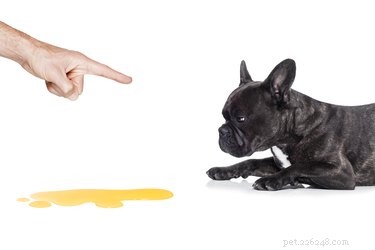 Does Your Dog Detect Alcohol? How They Sense When You re Intoxicated
