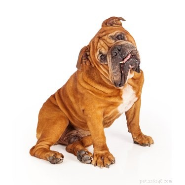 Why Your Pet Seemingly Forgot You—and How to Reconnect