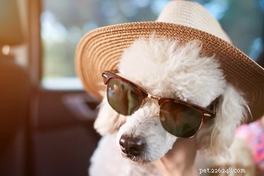 Why Your Pet Seemingly Forgot You—and How to Reconnect