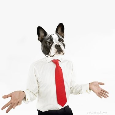 Why Your Pet Seemingly Forgot You—and How to Reconnect