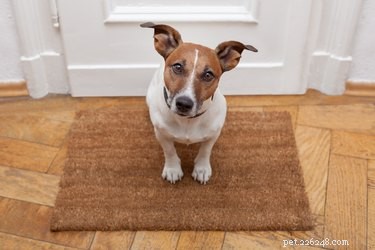 Why Your Pet Seemingly Forgot You—and How to Reconnect