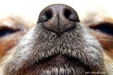 Why Your Pet Seemingly Forgot You—and How to Reconnect