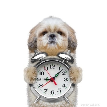 Does Your Pet Get Upset When You Come Home Late?