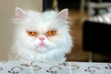 Does Your Pet Get Upset When You Come Home Late?