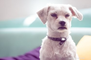 Does Your Pet Get Upset When You Come Home Late?