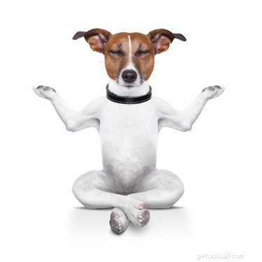 Does Your Pet Get Upset When You Come Home Late?