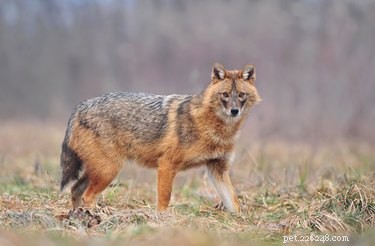 12 Fascinating Animal Fatherhood Facts to Impress Your Dad