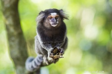 12 Fascinating Animal Fatherhood Facts to Impress Your Dad