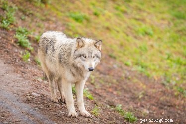 12 Fascinating Animal Fatherhood Facts to Impress Your Dad