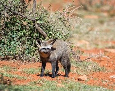 12 Fascinating Animal Fatherhood Facts to Impress Your Dad