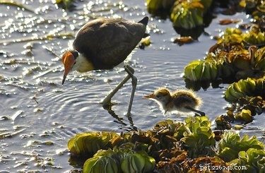 12 Fascinating Animal Fatherhood Facts to Impress Your Dad