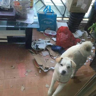 Singapore Man Stands Against Cruel Dog Slaughter—A Surprising Turn of Events