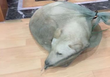Singapore Man Stands Against Cruel Dog Slaughter—A Surprising Turn of Events