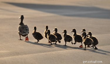 Do Pets Recognize Family Bonds? The Science Behind Animal Kinship