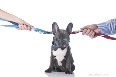 Who Keeps the Dog in a Divorce? A Guide to Pet Custody Rights