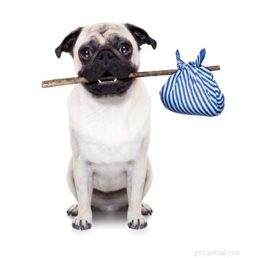 Who Keeps the Dog in a Divorce? A Guide to Pet Custody Rights