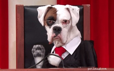 Who Keeps the Dog in a Divorce? A Guide to Pet Custody Rights