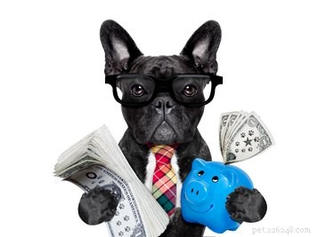 Who Keeps the Dog in a Divorce? A Guide to Pet Custody Rights