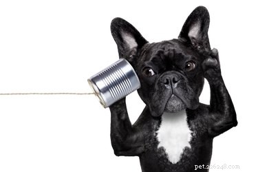 Unlock Your Dog’s Listening Skills: One Simple Method That Works