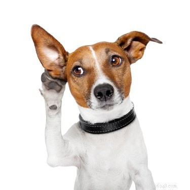 Unlock Your Dog’s Listening Skills: One Simple Method That Works