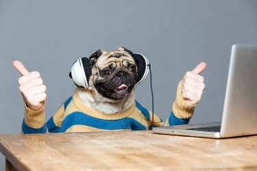 Unlock Your Dog’s Listening Skills: One Simple Method That Works