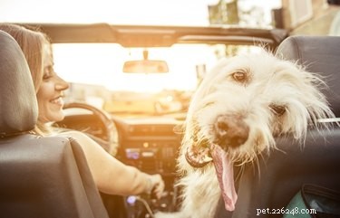 Why Humans and Dogs Share a Parent‑Child‑Like Bond