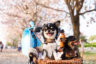 Why Humans and Dogs Share a Parent‑Child‑Like Bond
