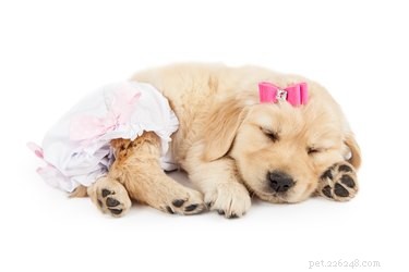 Why Humans and Dogs Share a Parent‑Child‑Like Bond
