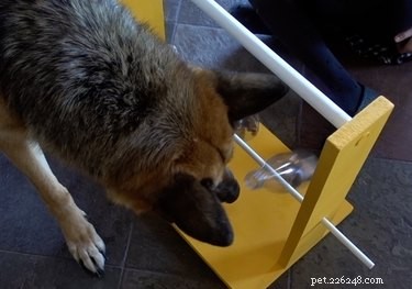 DIY Spinning Bottle Puzzle Feeder: Boost Your Dog’s Mind & Health
