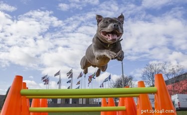 Enjoy the World’s Largest Dog Show—Free Online Viewing