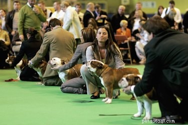 Enjoy the World’s Largest Dog Show—Free Online Viewing