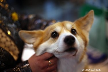 Enjoy the World’s Largest Dog Show—Free Online Viewing