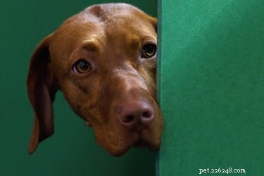 Enjoy the World’s Largest Dog Show—Free Online Viewing