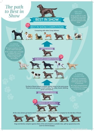 Enjoy the World’s Largest Dog Show—Free Online Viewing