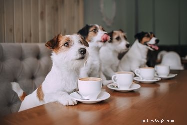 Discover Starbucks’ Hidden Pup Cup: The Secret Dog Menu Your Puppy Will Love
