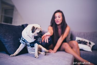 How Dogs Perceive TV: What They Really See