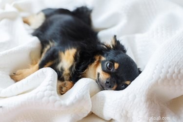 When Do Puppies Begin Dreaming? A Scientific Look at Canine Sleep Stages