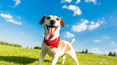 4 Simple, Chic Ways to Tie a Bandana on Your Dog