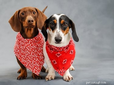 4 Simple, Chic Ways to Tie a Bandana on Your Dog
