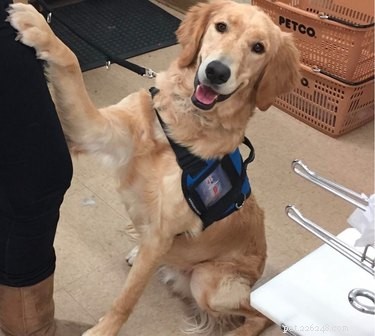 Can Dogs Detect Low Blood Sugar in People With Diabetes?
