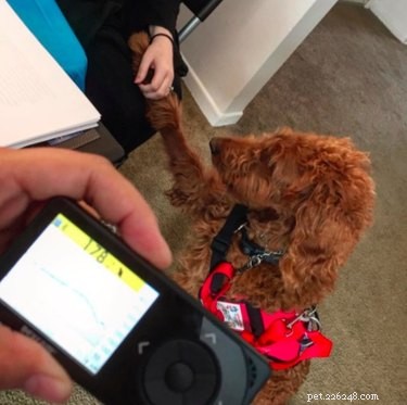 Can Dogs Detect Low Blood Sugar in People With Diabetes?