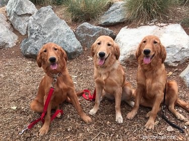 Can Dogs Detect Low Blood Sugar in People With Diabetes?