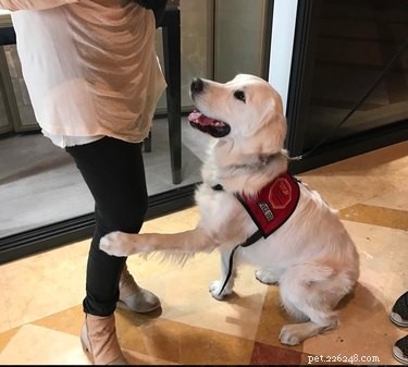 Can Dogs Detect Low Blood Sugar in People With Diabetes?