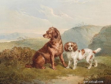 Can Dogs Be Gay? Insights into Canine Sexual Orientation