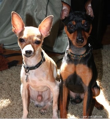 Can Dogs Be Gay? Insights into Canine Sexual Orientation