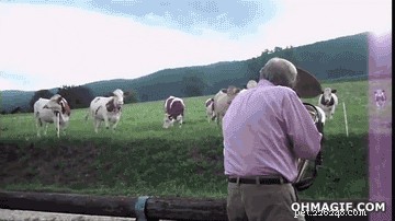 Which Animals Respond to Music? Science Reveals the Surprising List