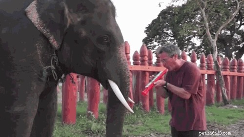 Which Animals Respond to Music? Science Reveals the Surprising List